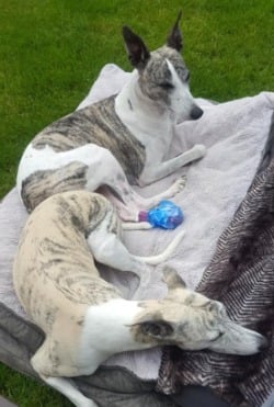 two whippets relax on a bed in the garden